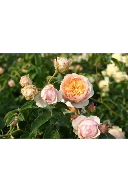 Троянда плетиста Джинджер Сілабаб персиково-рожева